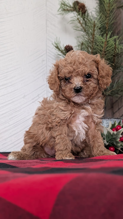 CAVAPOO (OCT 27) FEMALES