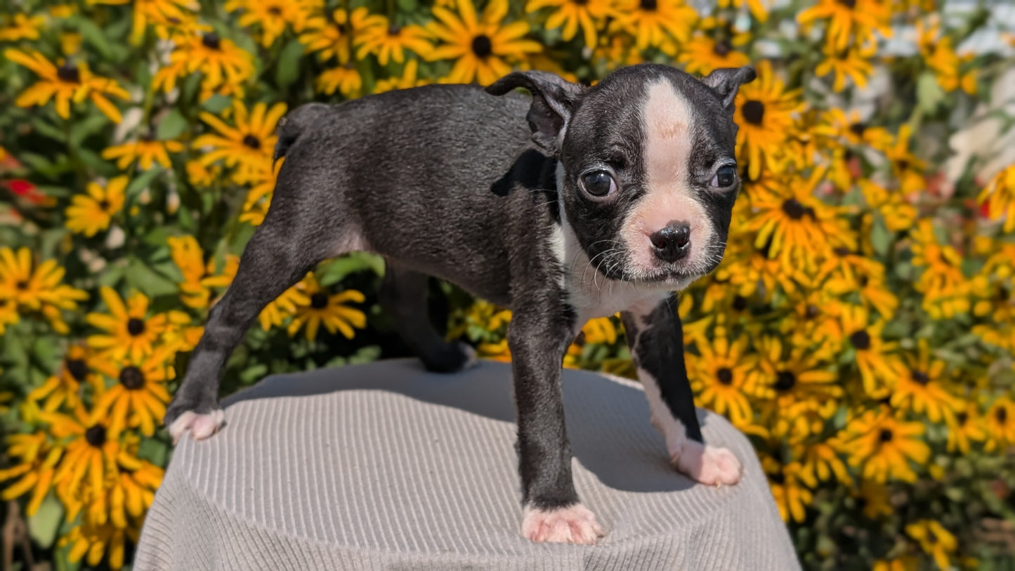 BOSTON TERRIER (JUL 11) 4 FEMALES/4 MALES
