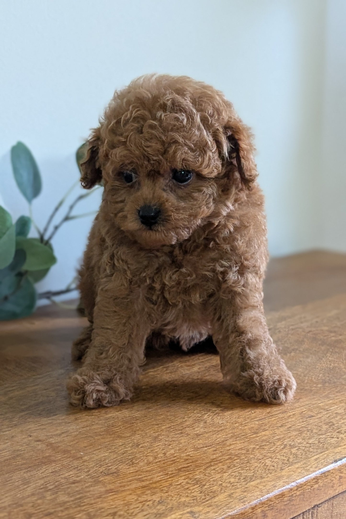 CAVAPOO (JUN 25) MALE