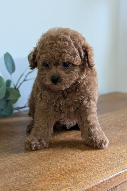 CAVAPOO (JUN 25) MALE