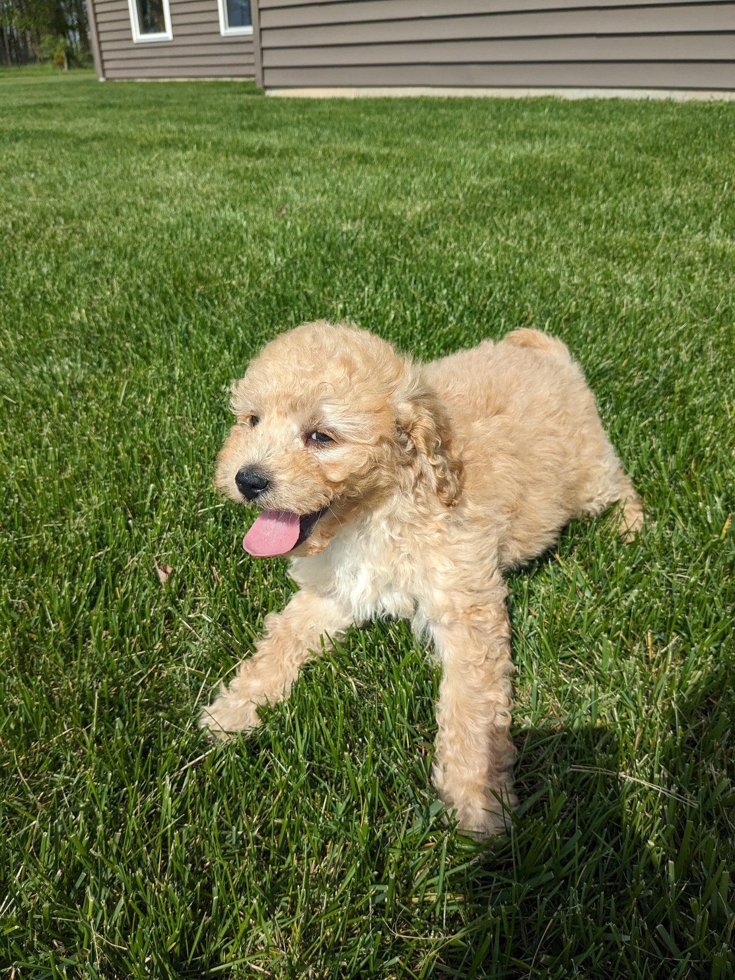 CAVAPOO (03/07) FEMALE