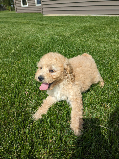 CAVAPOO (03/07) FEMALE
