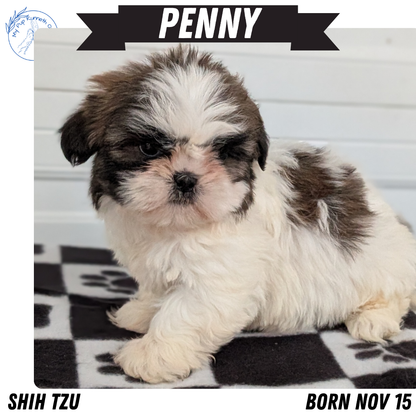 SHIH TZU (NOV 15) FEMALES