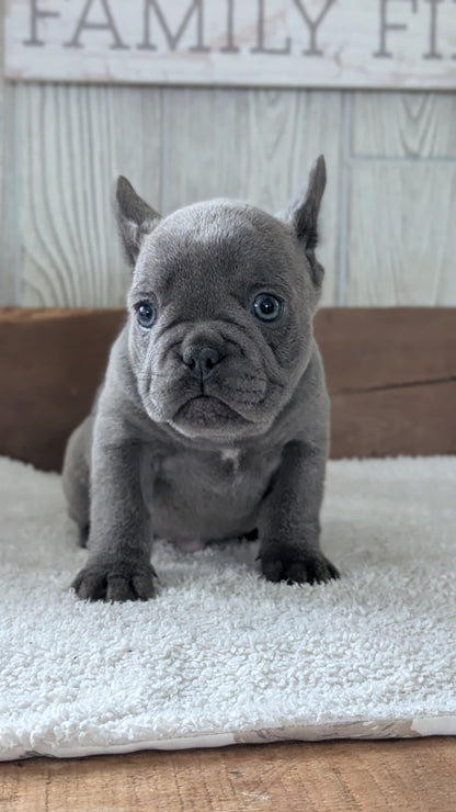 FRENCH BULLDOG (NOV 22) FEMALE