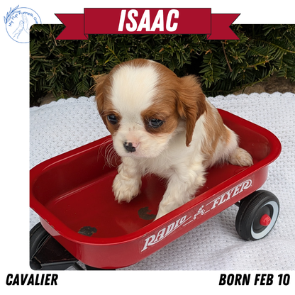 CAVALIER (02/10) MALE