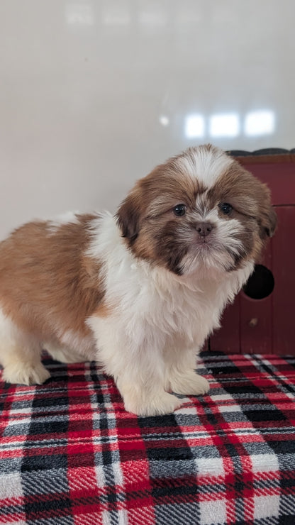 SHIH TZU (DEC 10) MALES