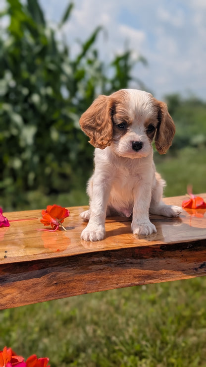 CAVALIER (MAY 30) MALES