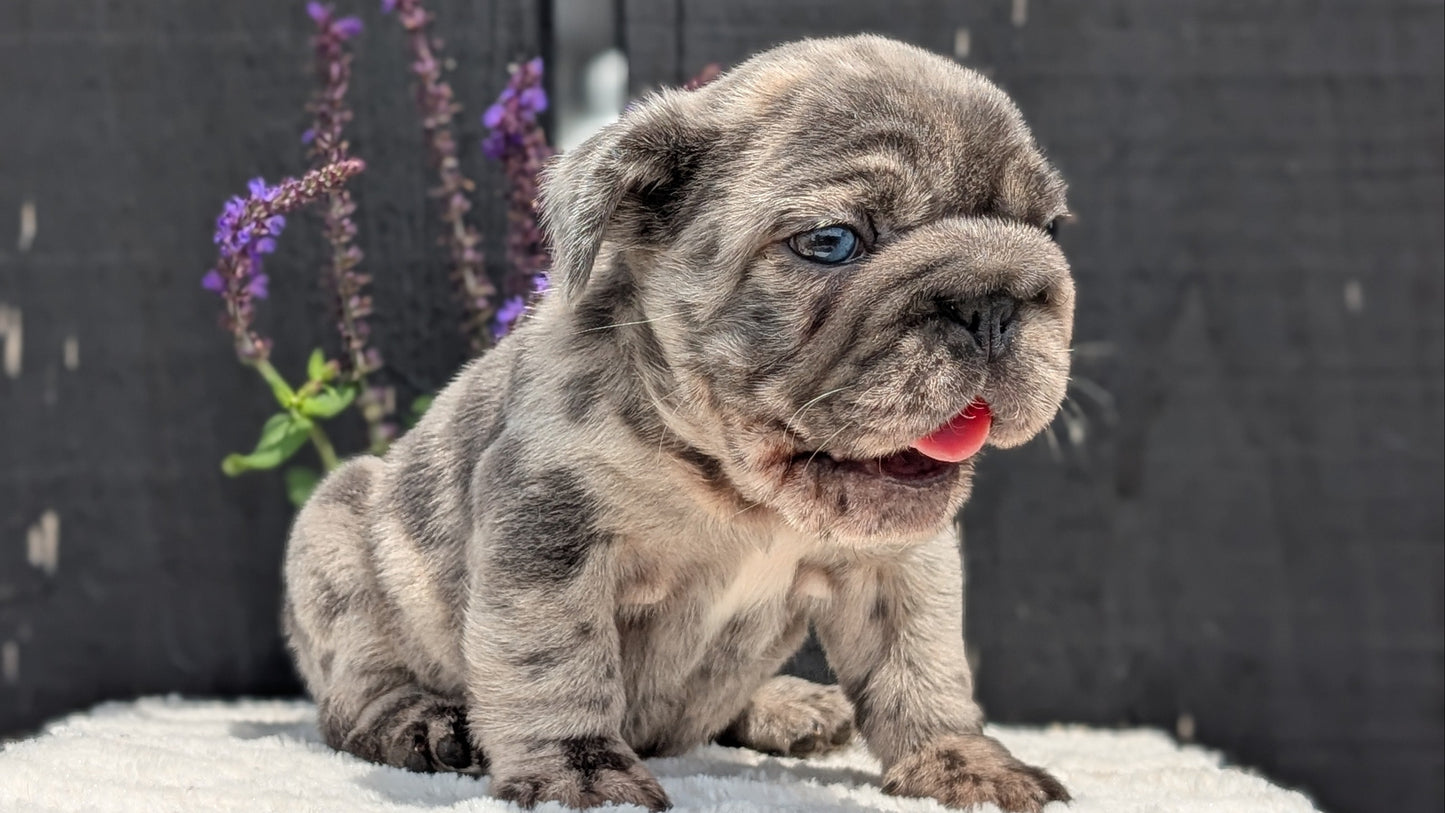 FRENCH BULLDOG (APR 24) MALES