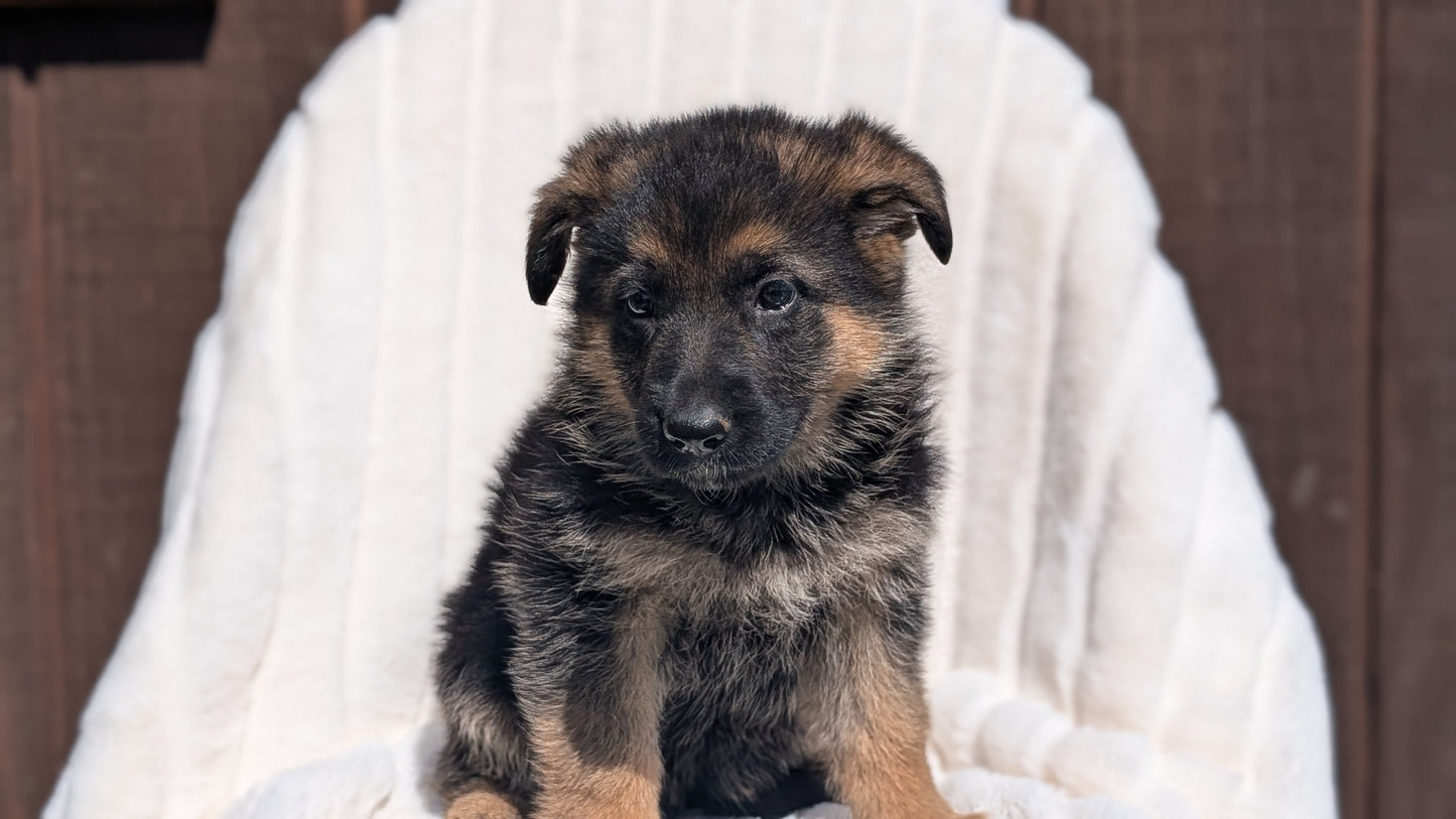 GERMAN SHEPHERD (MAR 28) FEMALE