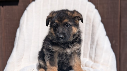 GERMAN SHEPHERD (MAR 28) FEMALE