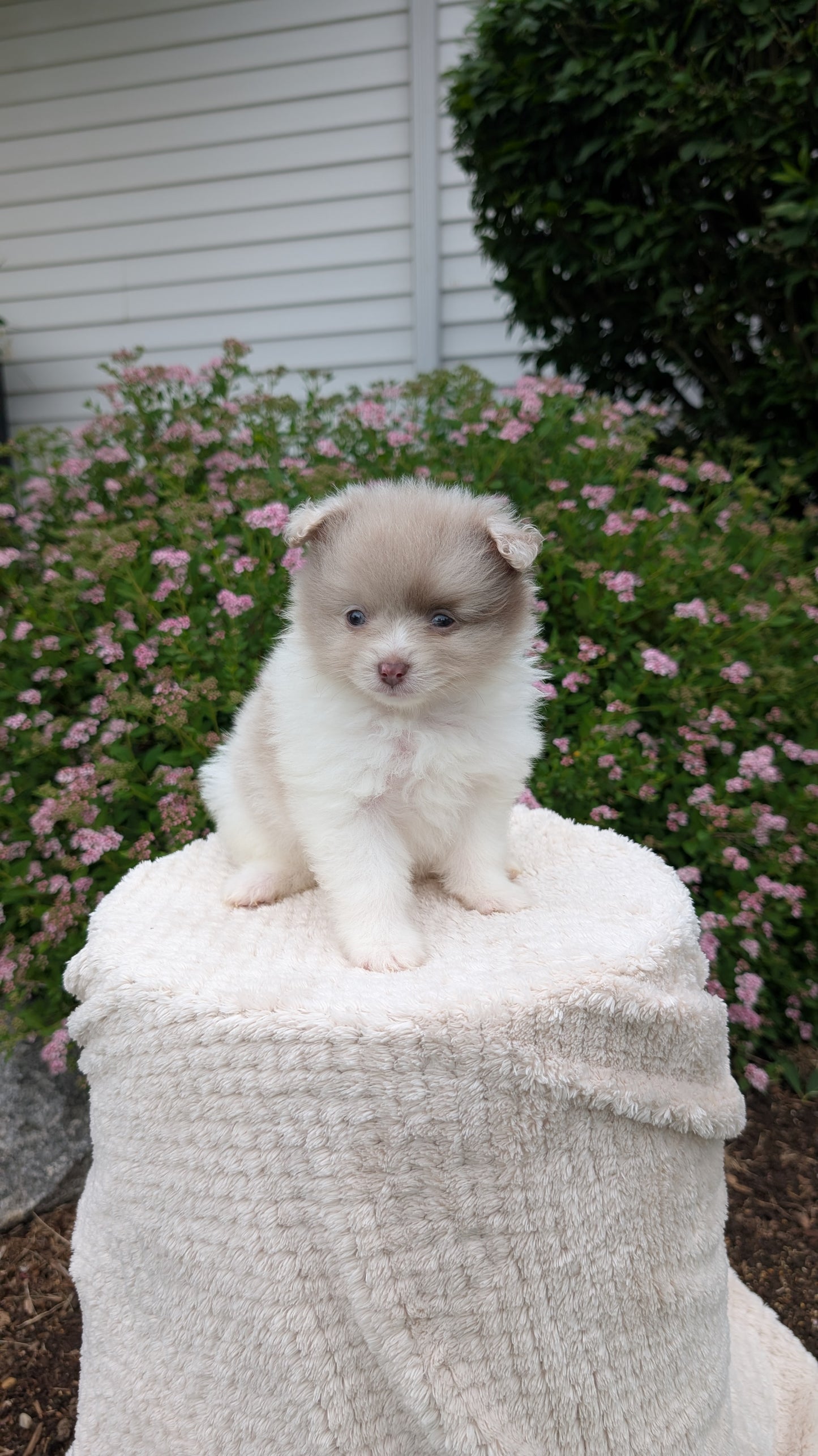 POMERANIAN (04/22) FEMALE