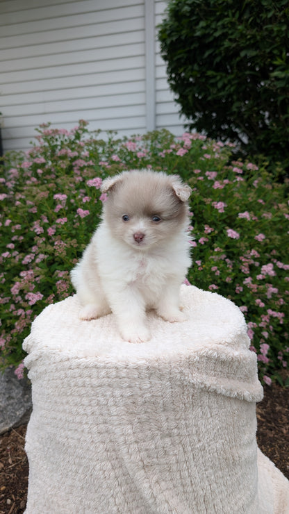 POMERANIAN (04/22) FEMALE