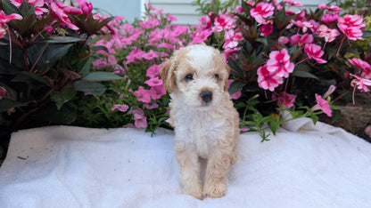 MINI AUSSIEDOODLE (06/21) MALE