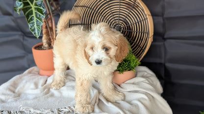 CAVAPOO (MAY 23) FEMALES