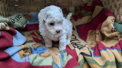 POOCHON (09/30) FEMALE