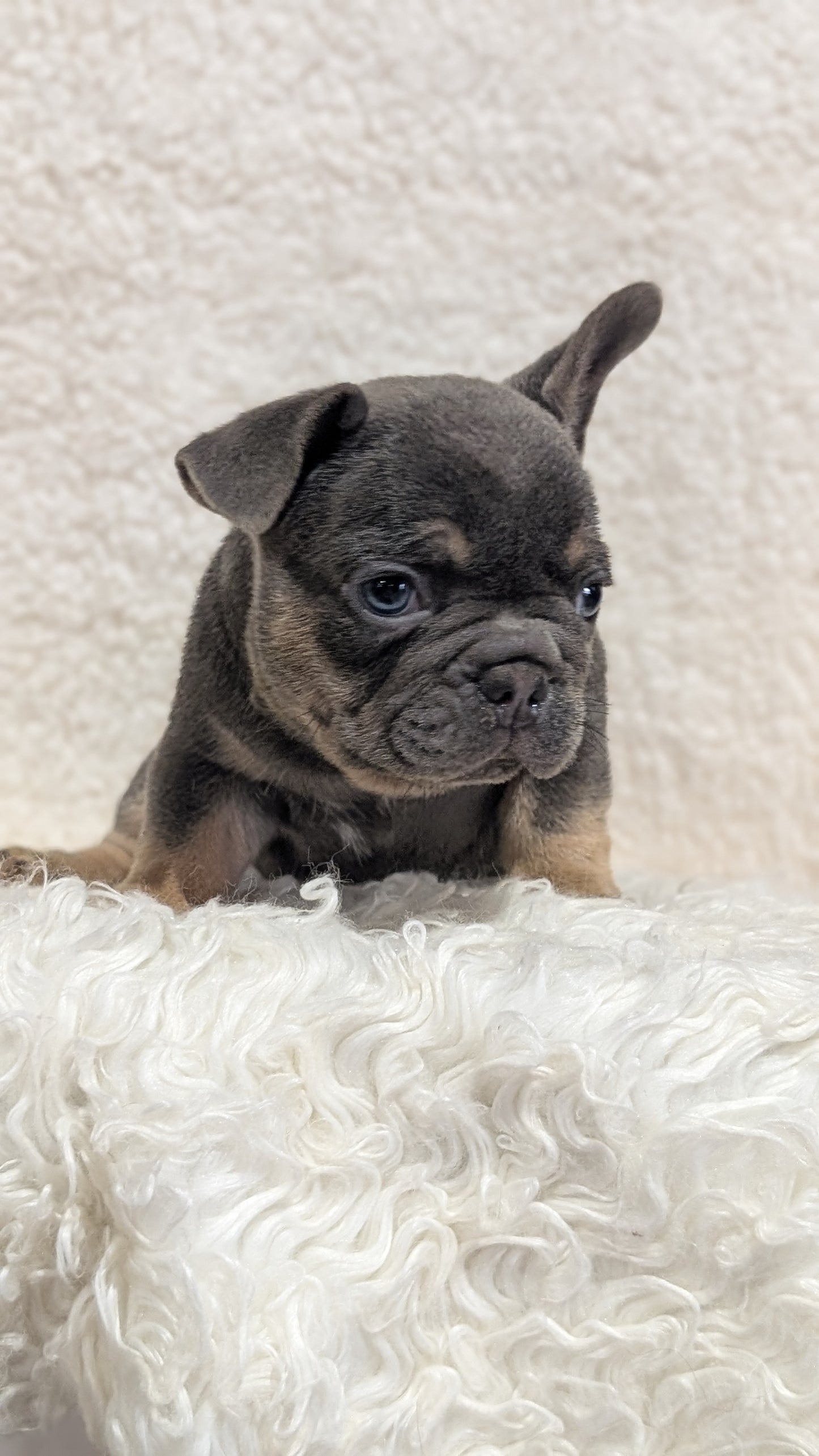 FRENCH BULLDOG (JUN 29) MALES
