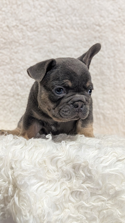 FRENCH BULLDOG (JUN 29) MALES