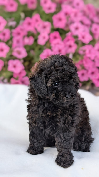TOY POODLE (JUL 27) 1 MALE