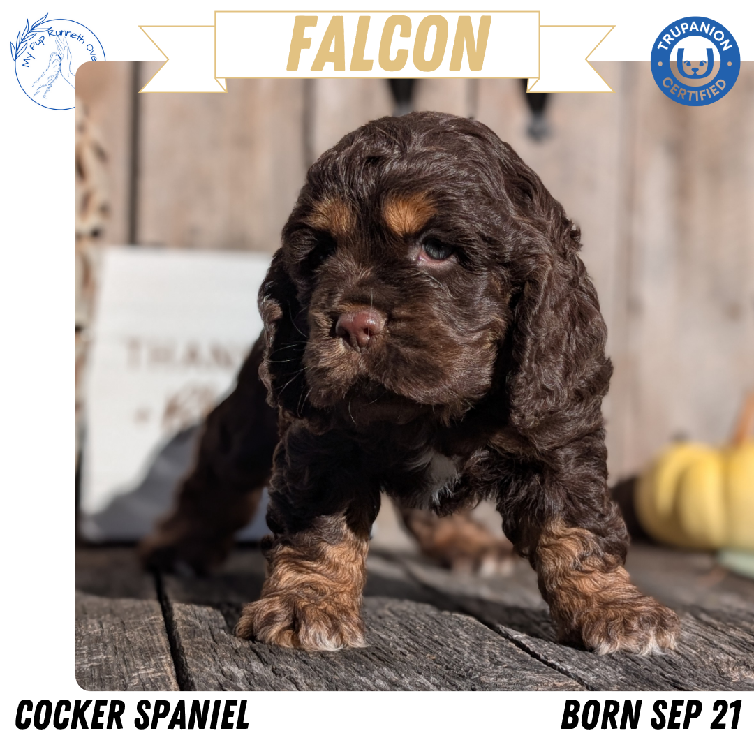 COCKER SPANIEL (09/21) MALE