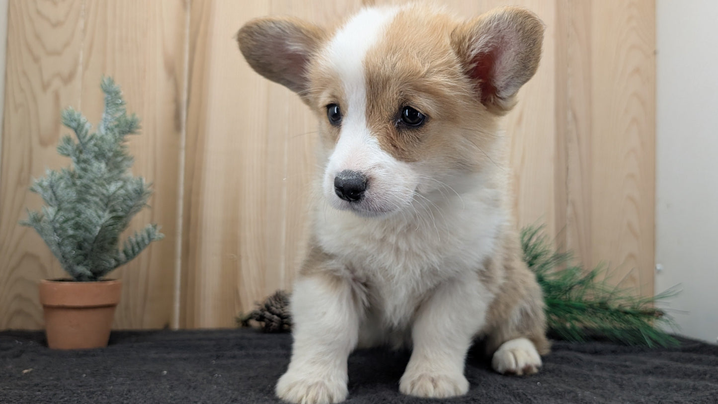 CORGI (09/17) FEMALE
