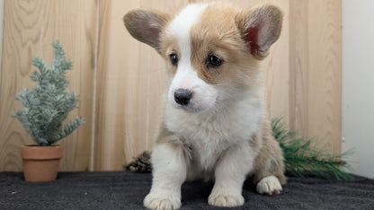 CORGI (09/17) FEMALE