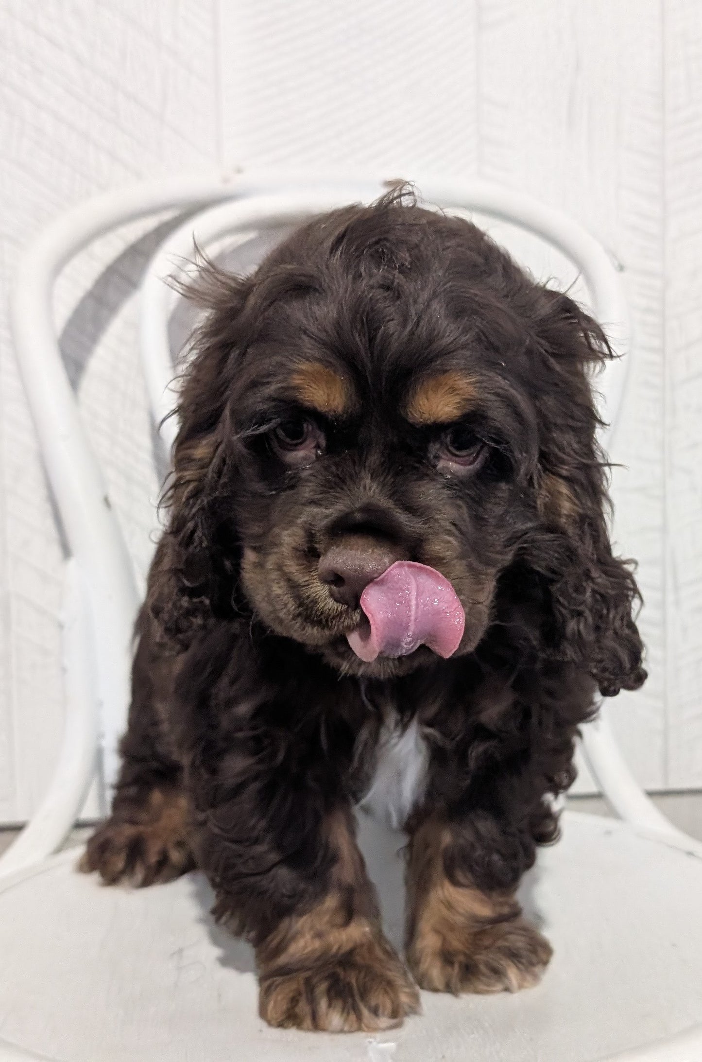 COCKER SPANIEL (09/21) MALE