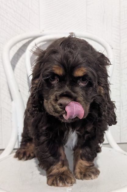 COCKER SPANIEL (09/21) MALE