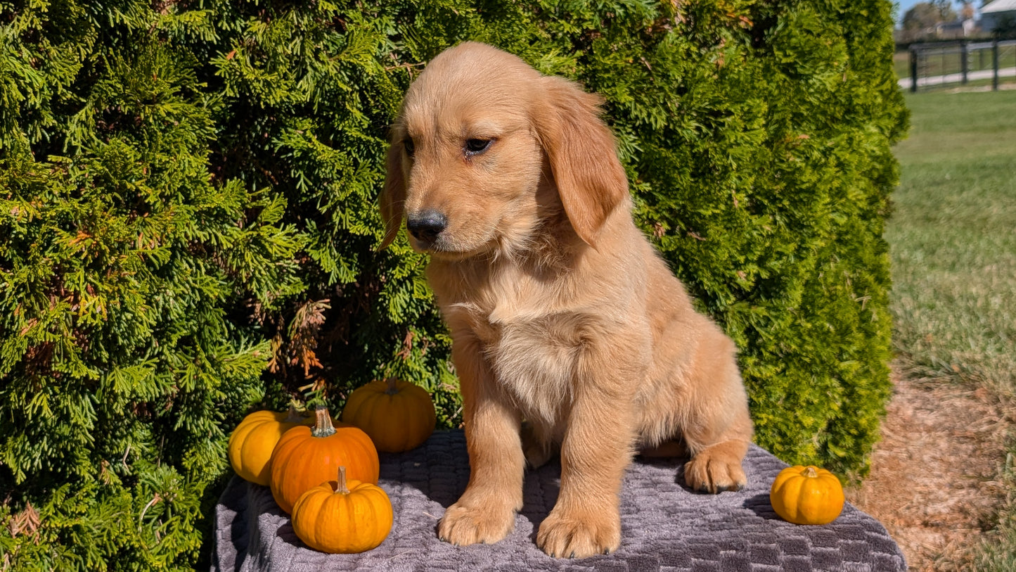 GOLDEN RETRIEVER (08/14) MALE