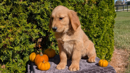 GOLDEN RETRIEVER (08/14) MALE