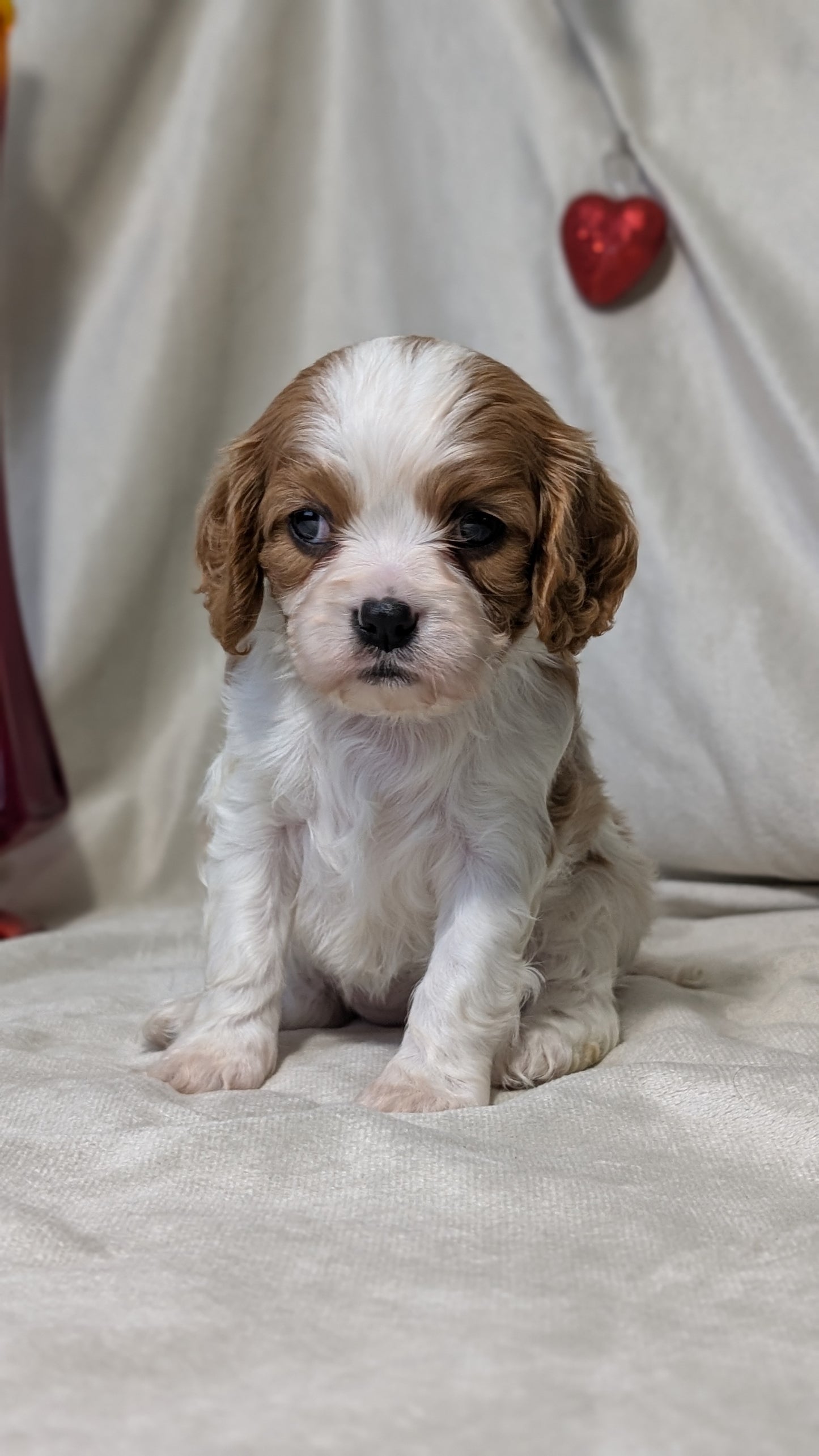 CAVALIER (DEC 03) FEMALES