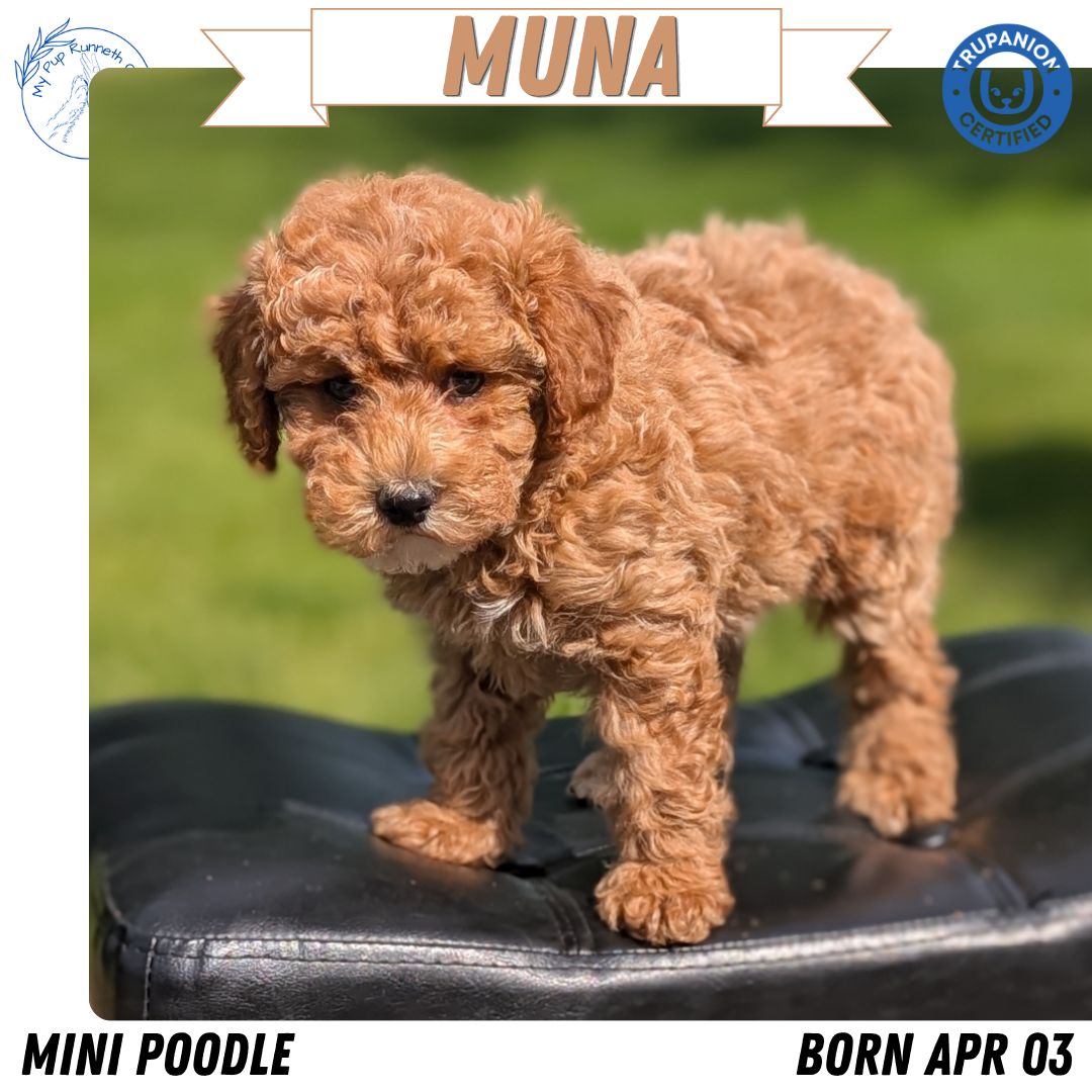 MINI POODLE (APR 03) FEMALES