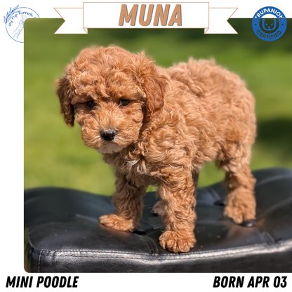 MINI POODLE (APR 03) FEMALES