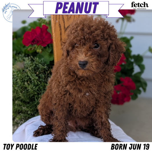 TOY POODLE (JUN 17) MALES