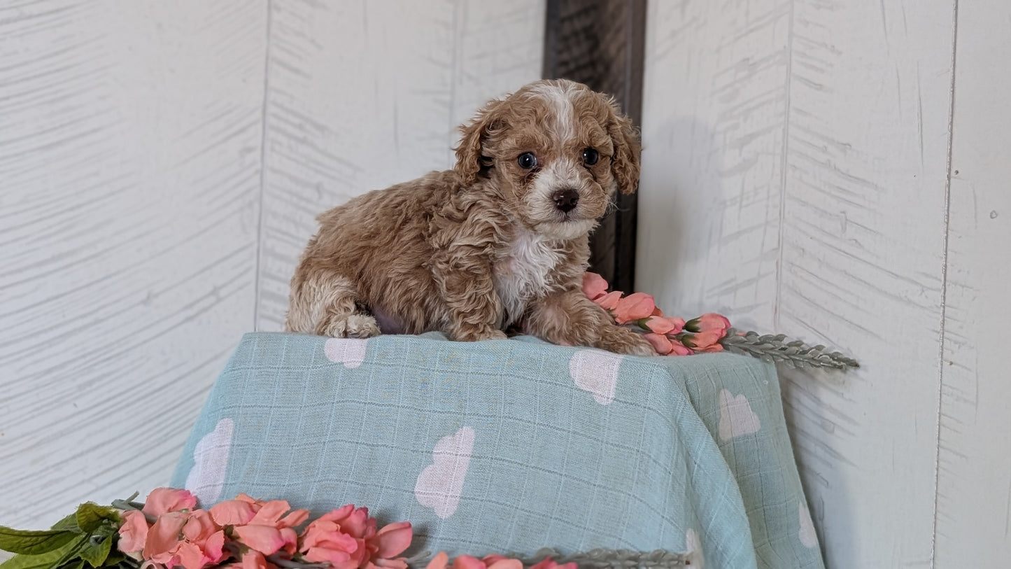 COCKAPOO (FEB 04) MALES