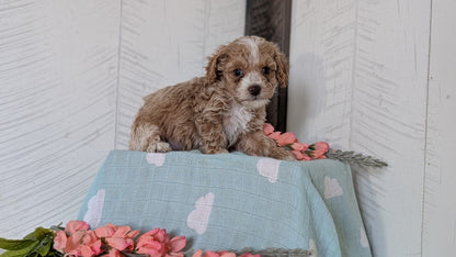 COCKAPOO (FEB 04) MALES