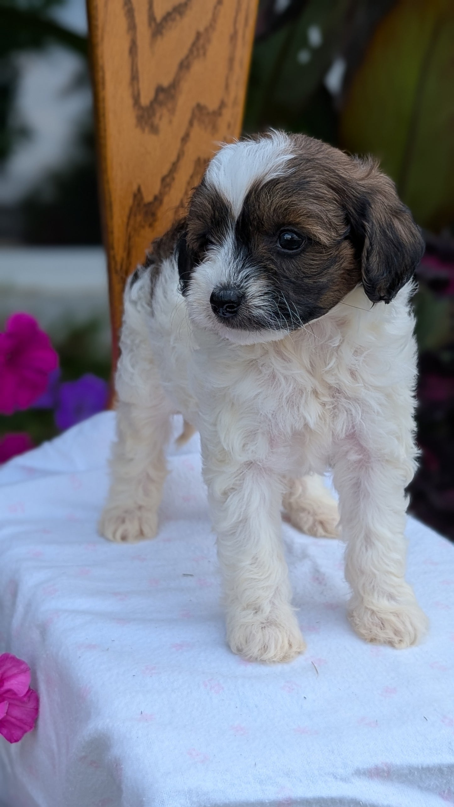 MALTIPOO (JUN 11) FEMALE