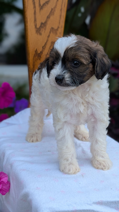 MALTIPOO (JUN 11) FEMALE