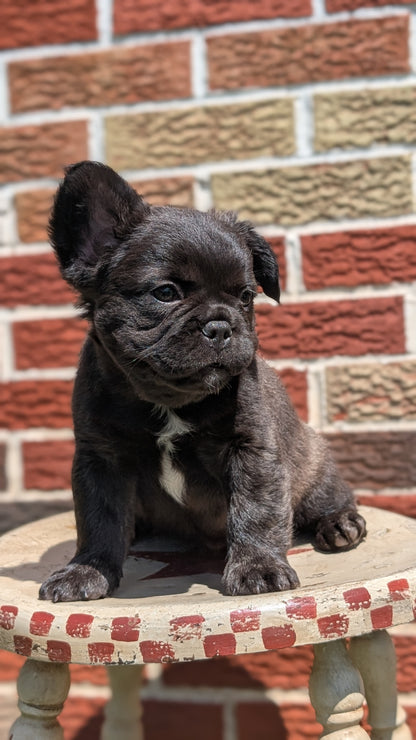 FRENCH BULLDOG (MAR 09) FEMALES