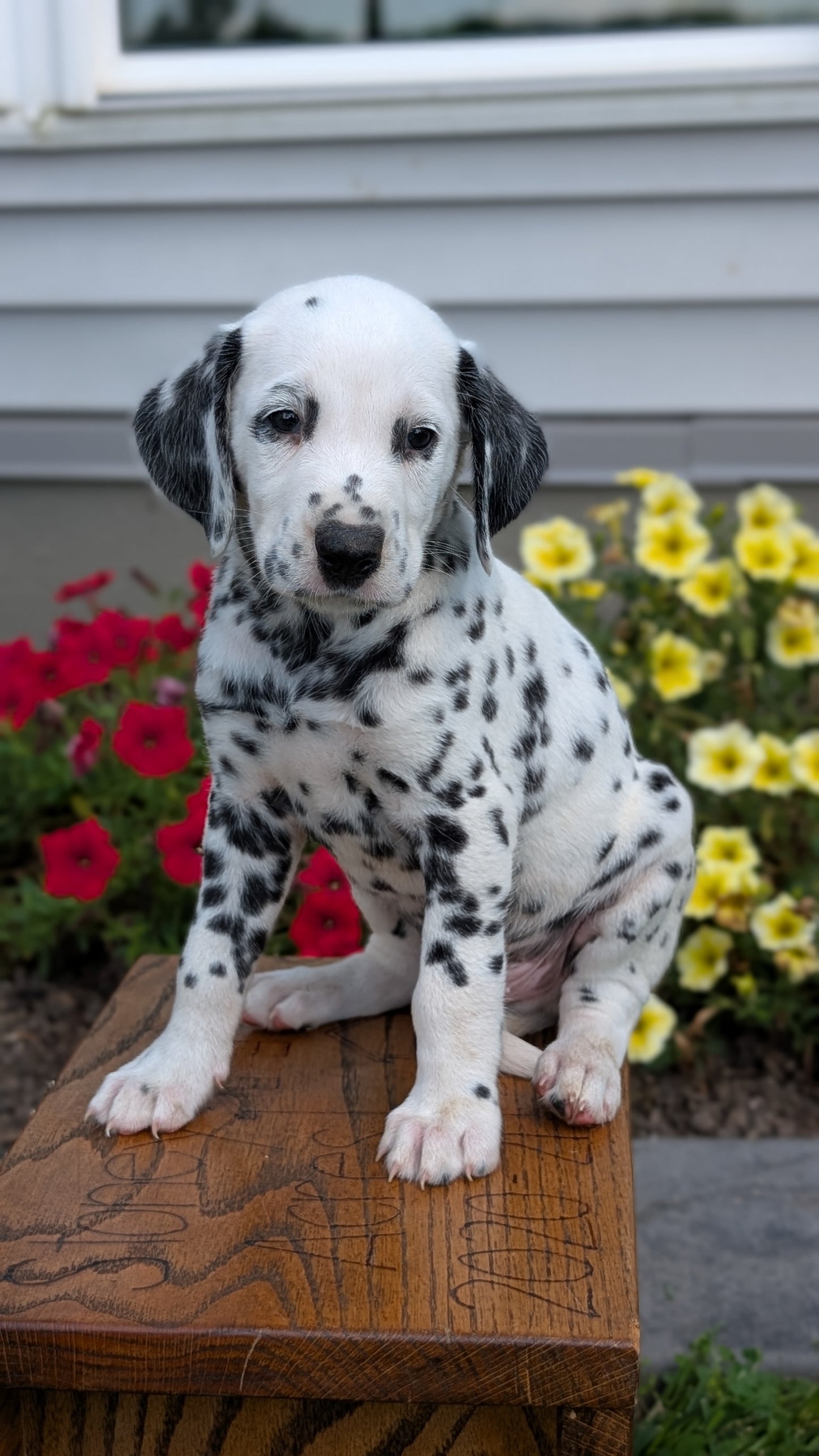 DALMATIAN (JUN 29) MALES