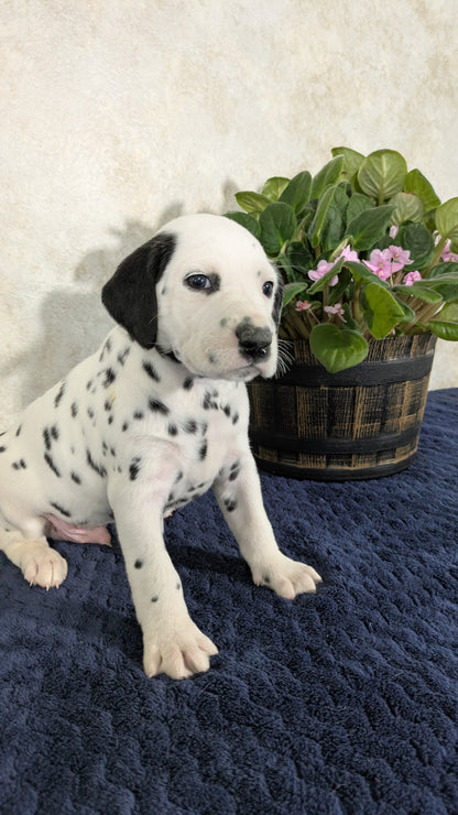 DALMATIAN (02/14) MALE