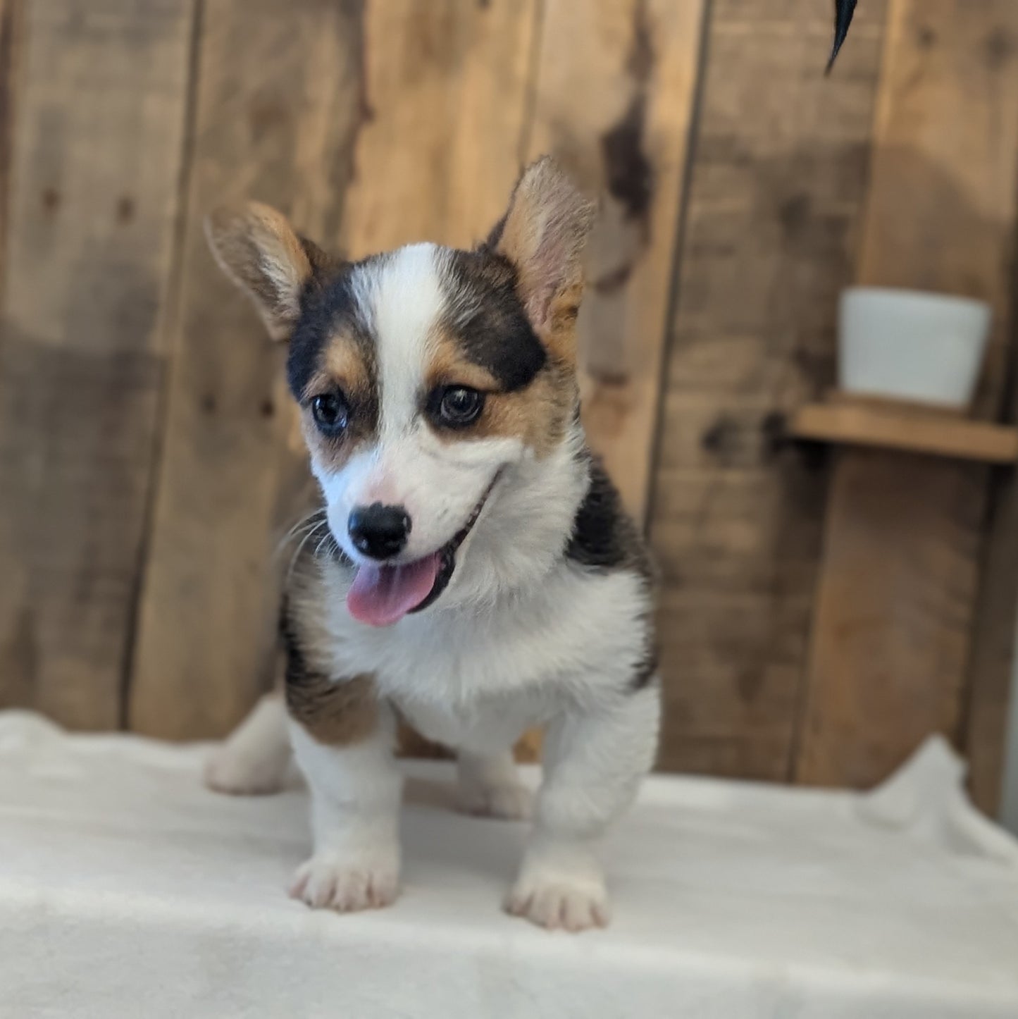CORGI (JAN 09) FEMALE