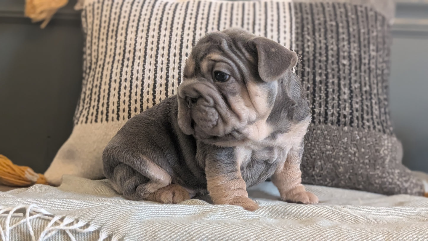 FRENCH BULLDOG (JAN 09) MALES