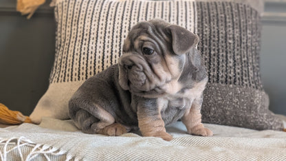 FRENCH BULLDOG (JAN 09) MALES