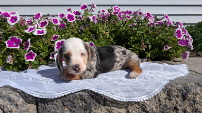 MINI DACHSHUND (08/19) FEMALE