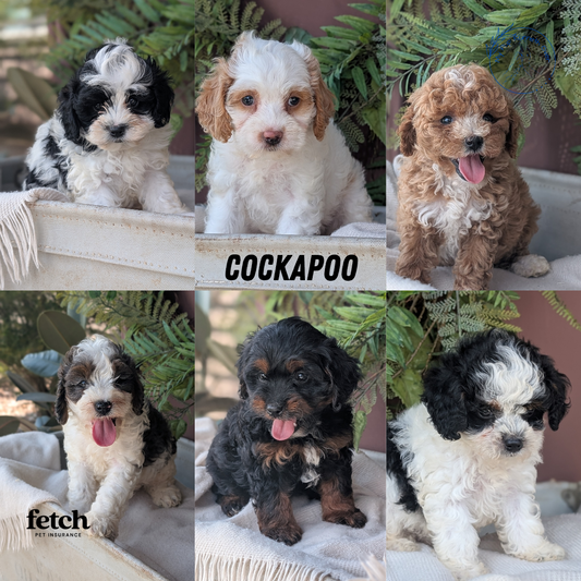 COCKAPOO (MAY 22) MALES