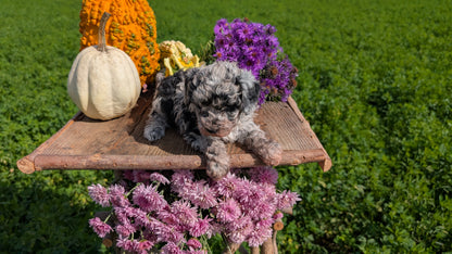 TOY POODLE (08/28) FEMALE