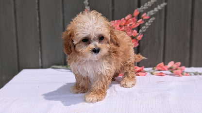 MINI POODLE (MAY 12) MALES
