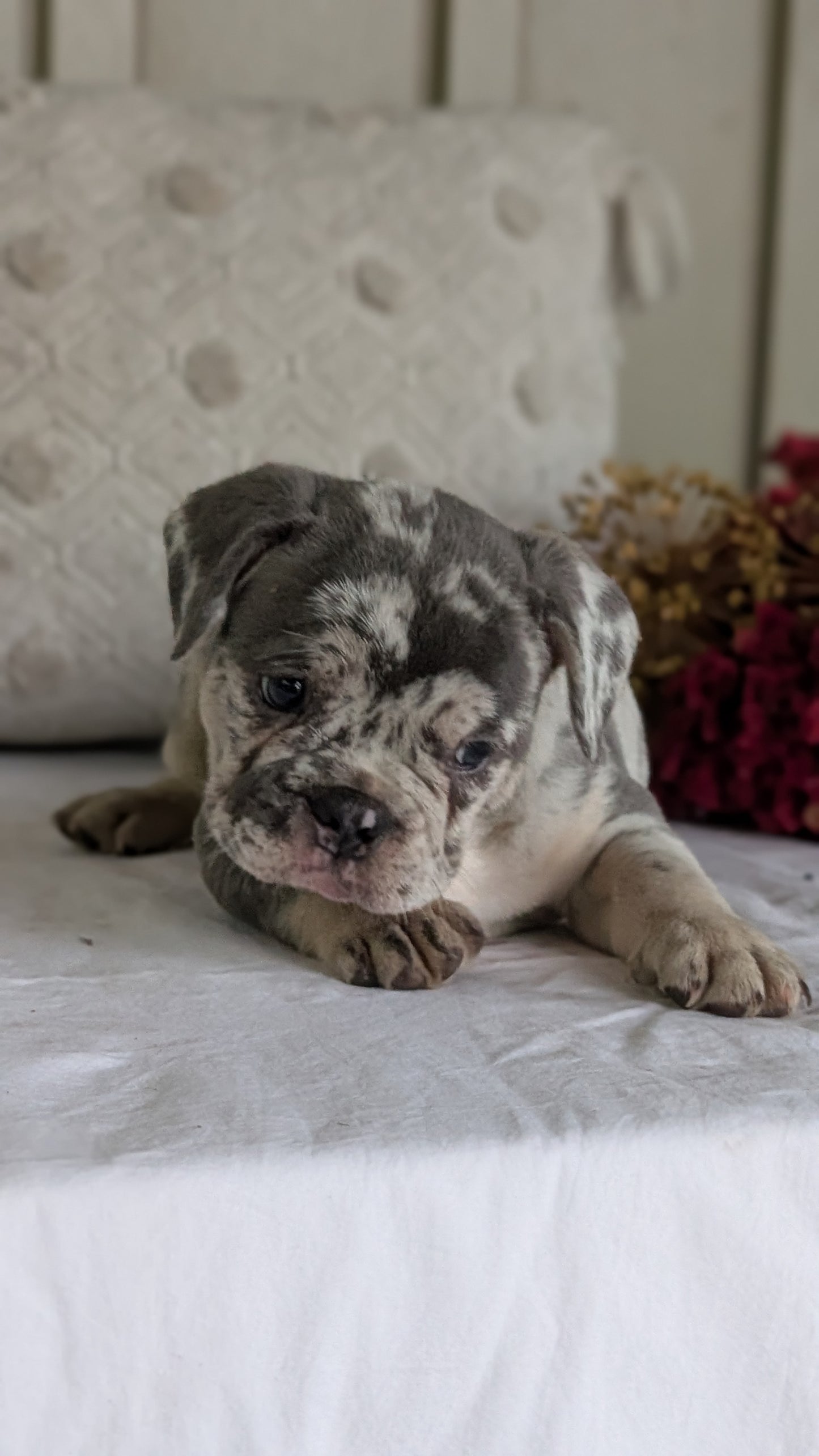 FRENCH BULLDOG (MAY 27) MALES