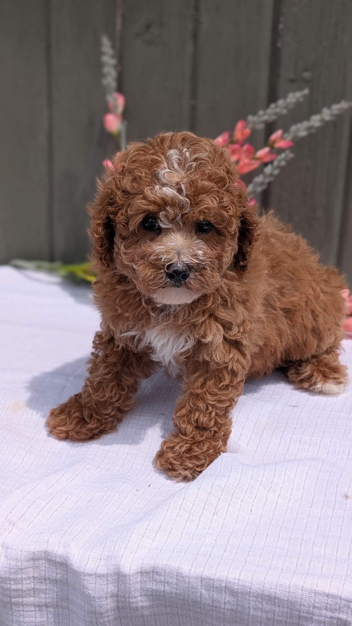 MINI POODLE (JUN 05) FEMALE