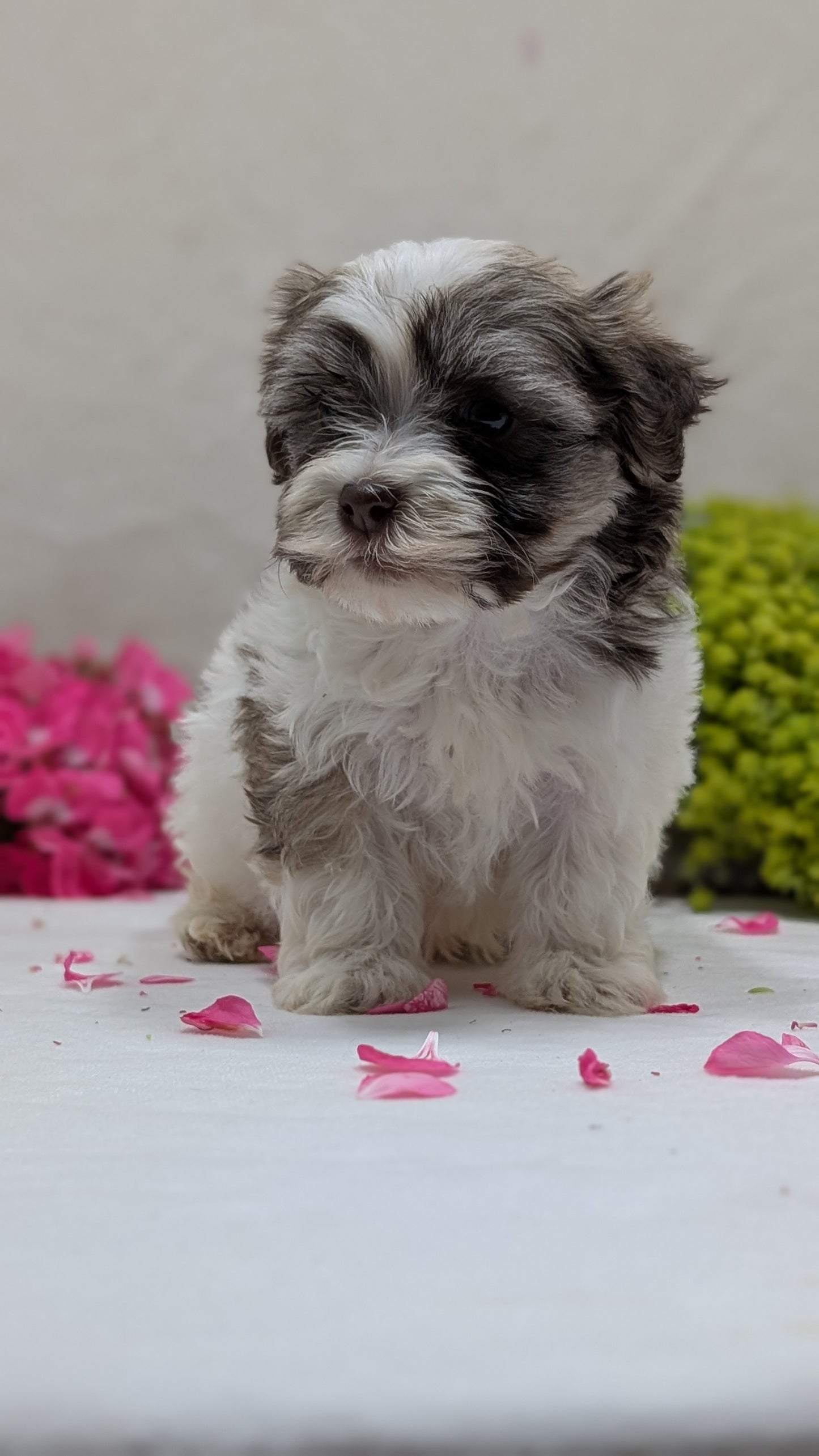 HAVANESE (09/13) MALE